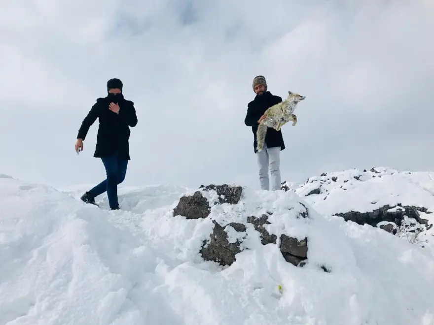 Yiyecek aramaya giden tilki ayakta dondu 1