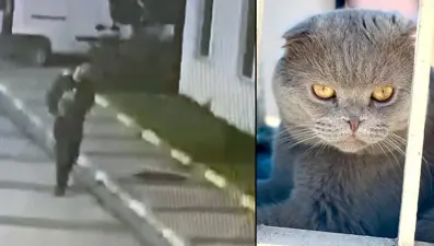 Arandığını duydu, çaldığı kediyi taksiyle geri gönderdi