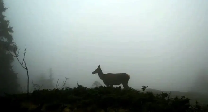 Fotokapana takılan yaban hayvanlarından belgesellik görüntüler 1