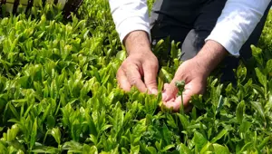 Beyaz çay hasadı başladı (Kilosu 4 bin 500 lira)