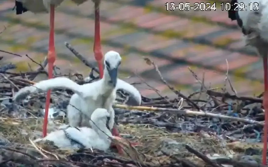 Yaren leylek ile eşi Nazlı, 4 yavrusundan 2’sini kaybetti 7