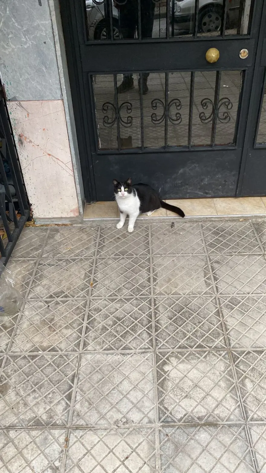 Kedilerle ilgili yeni keşif: Anavatanı Mezopotamya mı? 7