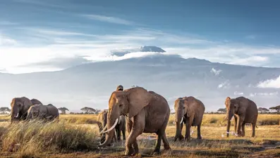 Afrika'nın en büyük doğal alanlarından Amboseli Milli Parkı'nda nesli tükenme tehlikesinde olan fillere isim verilecek