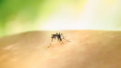 Kolombiya’da sarıhumma alarmı: Cumhurbaşkanı Petro’dan aşı uyarısı