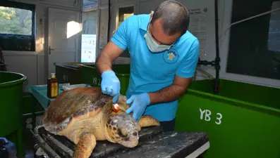 Zıpkınla vurulan deniz kaplumbağası tedavi altına alındı