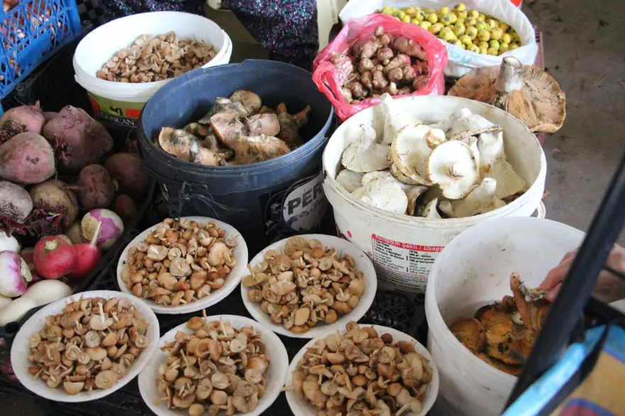 Ormandan kova kova topladı, pazarda satıyor: Talep çok, kilosu 400 lira 