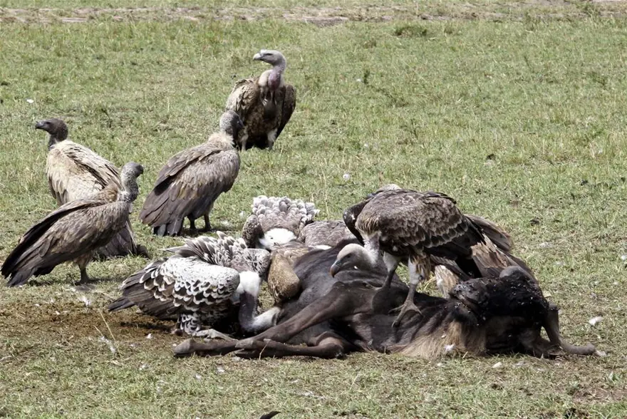 'Doğanın gözyaşı' 13