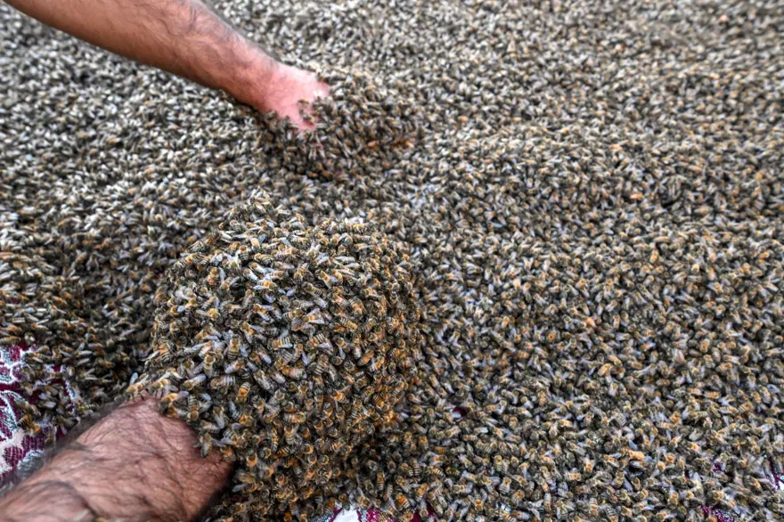 "Arı Adam"ın Guinness Rekorlar Kitabı hayaline ramak kaldı 21