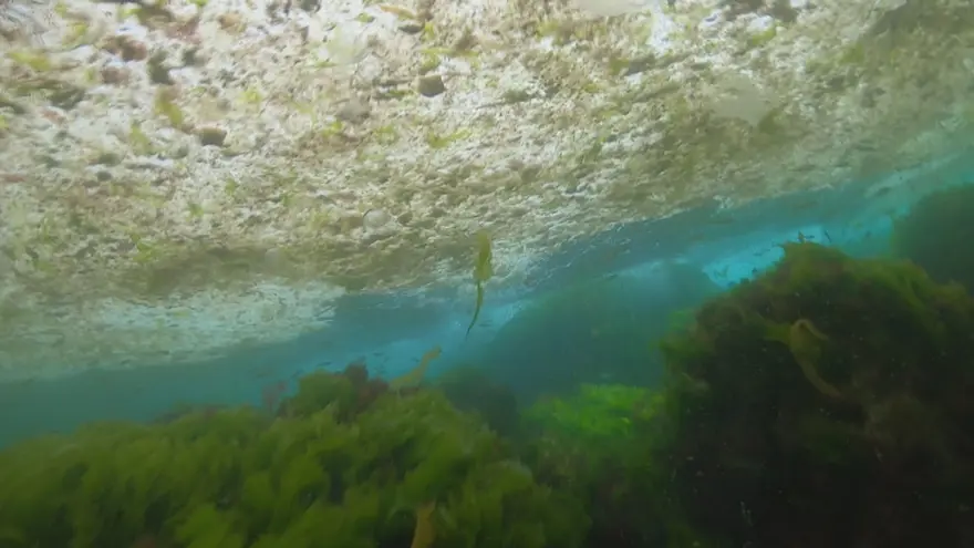 Deniz dibini saran 'Deniz salyası' görüntülendi 