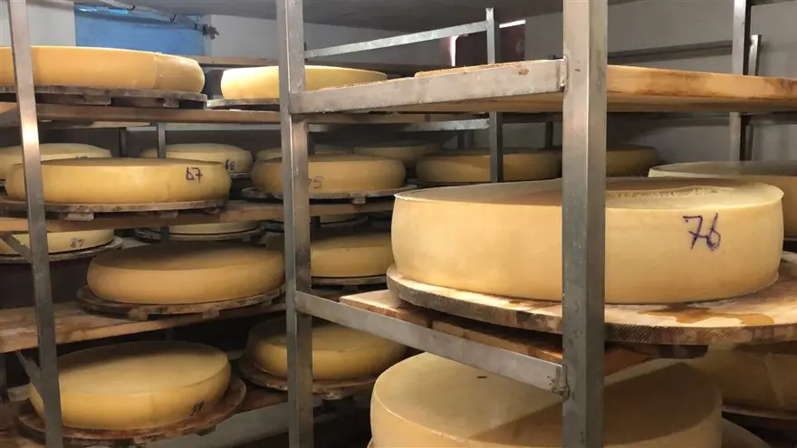Kars'ta dünyaca ünlü gravyer peynirinin üretimine başlandı 24