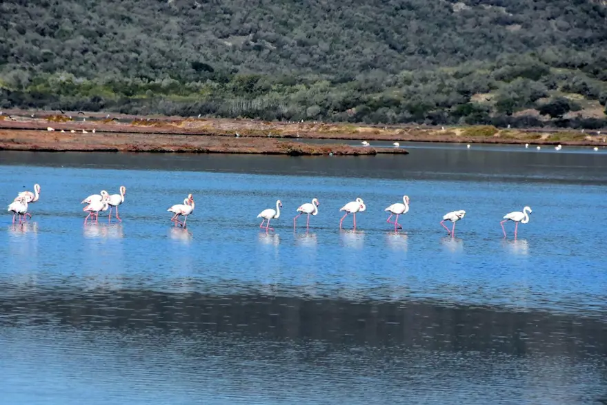 Tuzla Sulak Alanı'na flamingo akını 8