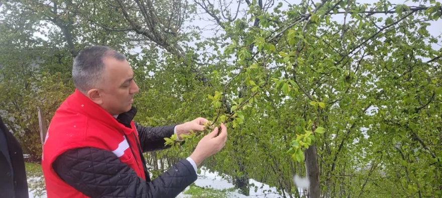 Samsun'da 'zirai don' etkisi; fındıkta zarar, 3 ürün de tehlikede 