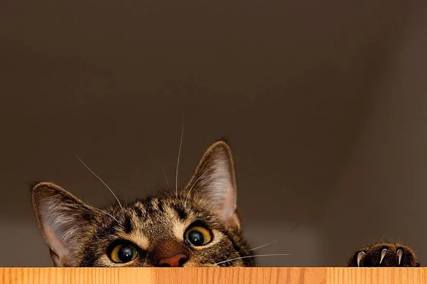 İnternetin yeni fenomenleri 76