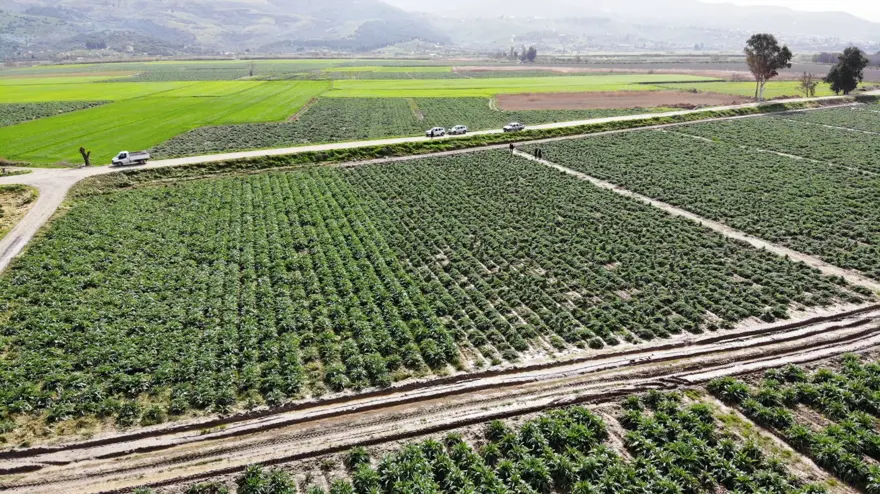 Enginarda soğuğa karşı seferberlik ilan edildi 1 Enginarda soğuğa karşı seferberlik ilan edildi 1
