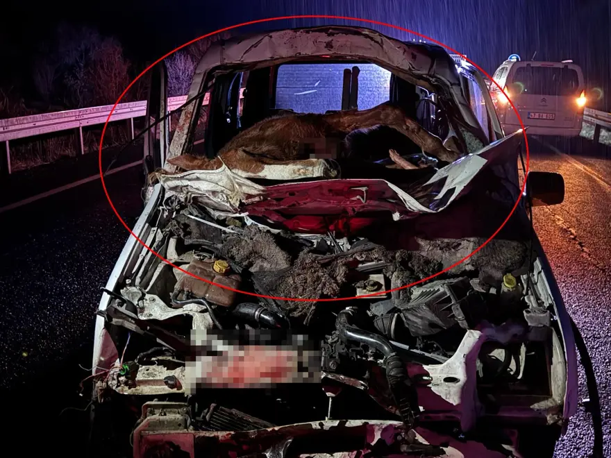 Mardin’de feci kaza: At ön camdan içeri girdi 