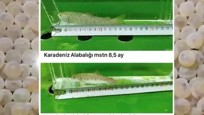 Erzurum'da mutant Karadeniz alabalığı ürettiler! Normal balıklara göre daha hızlı büyüyor