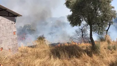 Bodrum’da otluk ve zeytinlik alanda yangın