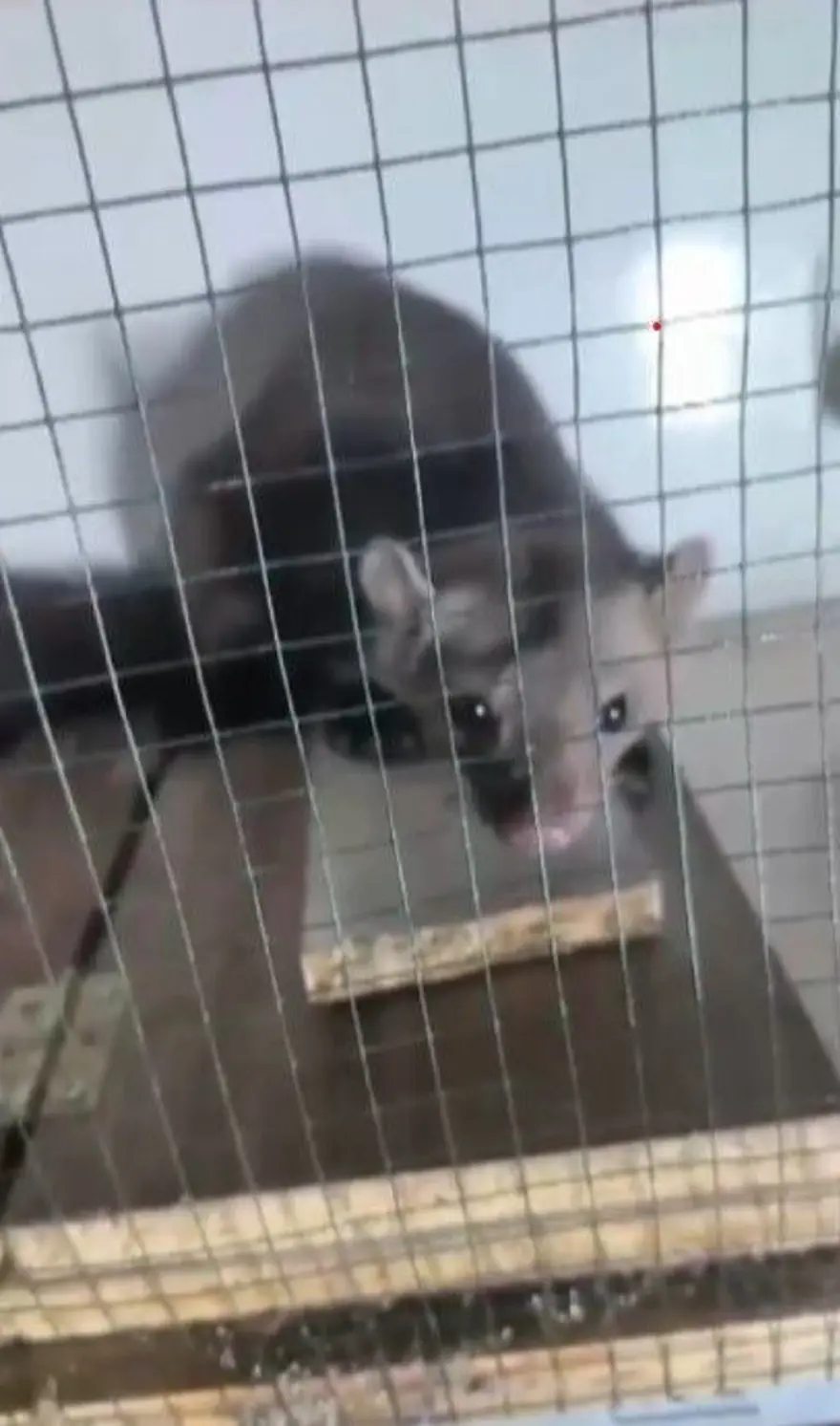 Kümese dadanan sansarla mücadele: 20 günde yakaladı, bir gün elinde tutamadı 3 Kümese dadanan sansarla mücadele: 20 günde yakaladı, bir gün elinde tutamadı 3