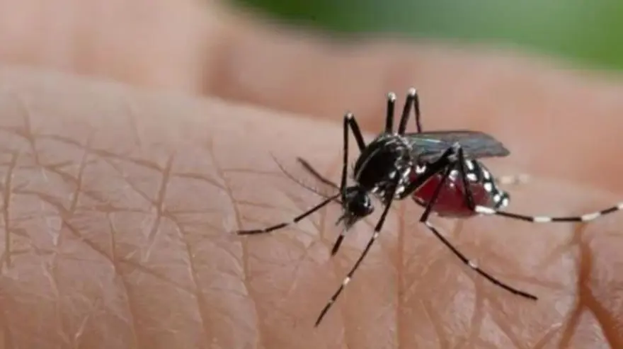 Dang humması nedir, belirtileri neler? Dang humması bulaşma yolları 2