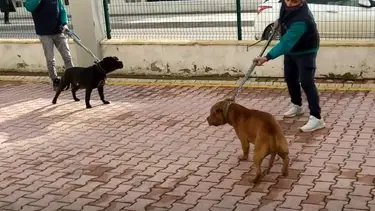 İki pitbull 4 yaşındaki çocuğa saldırdı