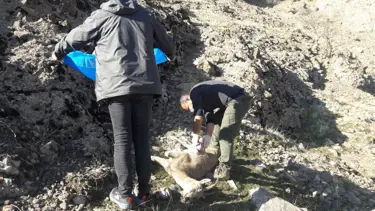 Mersin'de nesli tehlike altında bulunan 7 yaban keçisi ölü bulundu