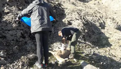 Mersin'de nesli tehlike altında bulunan 7 yaban keçisi ölü bulundu
