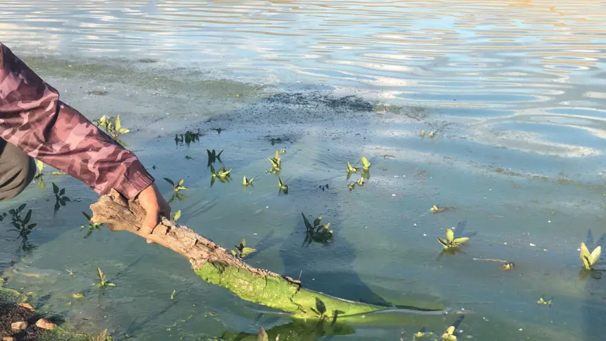 Kars Gölü yeşile büründü 