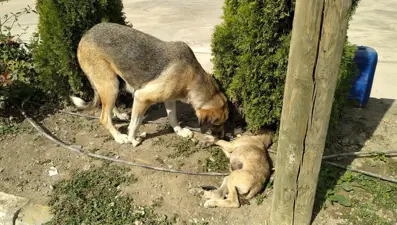Yavrusuna çarptılar, bir an olsun başından ayrılmadı