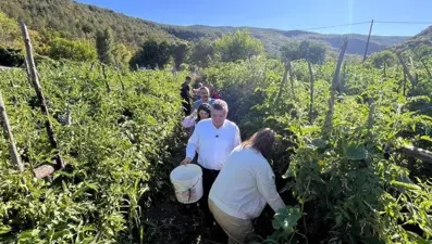 Coğrafi işaret tescilli: Hasat başladı, sofralara ulaşıyor