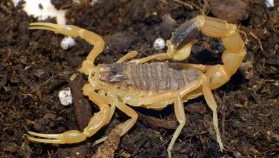 Akrepler şehirleri "ele geçiriyor": Vaka sayısı yüzde 250 arttı