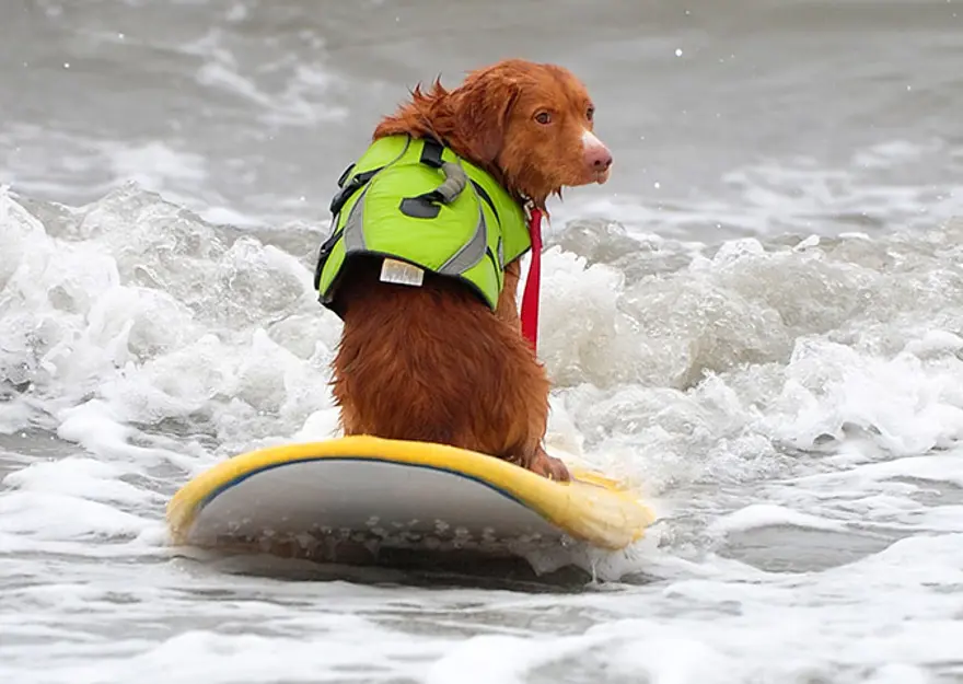 Sörfçü köpekler yarıştı 10