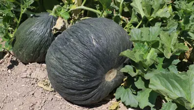 Kök çürüğü hastalığı nedeniyle yetişmiyordu: Yeniden sofrada yerini aldı