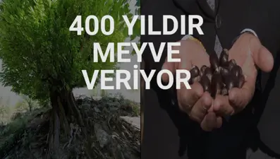 Diyarbakır'ın tarihe tanıklık eden kestane ağacı