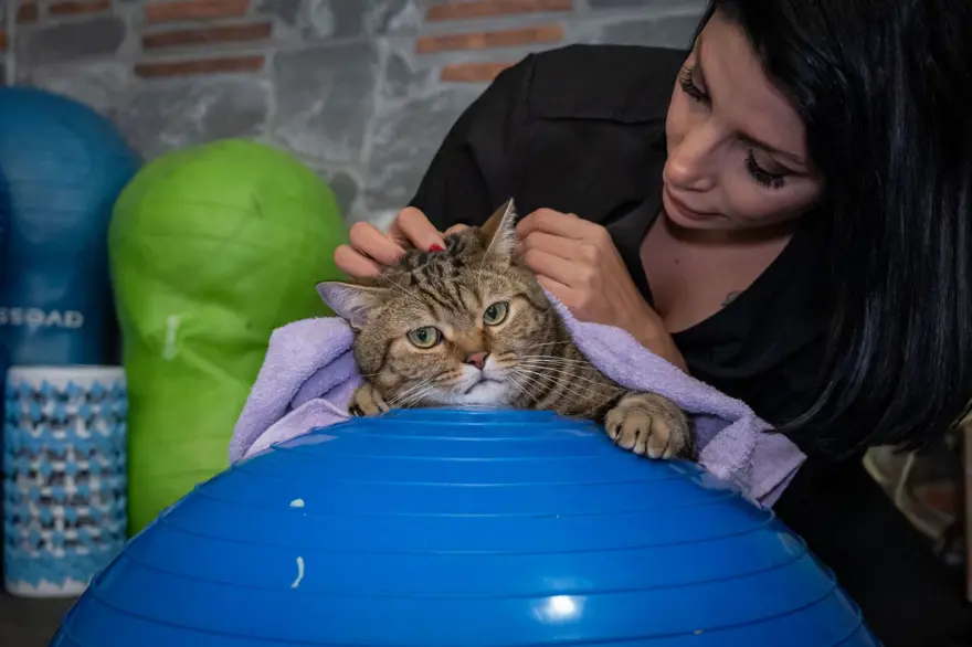 Obez kedi Simba: Pilates yaparak, havuzda yüzerek zayıflamaya çalışıyor 9