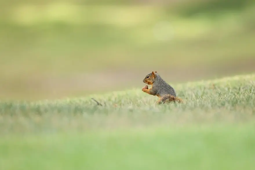 Katil sincapların yükselişi: Kemirgenler etoburlaşıyor mu? 