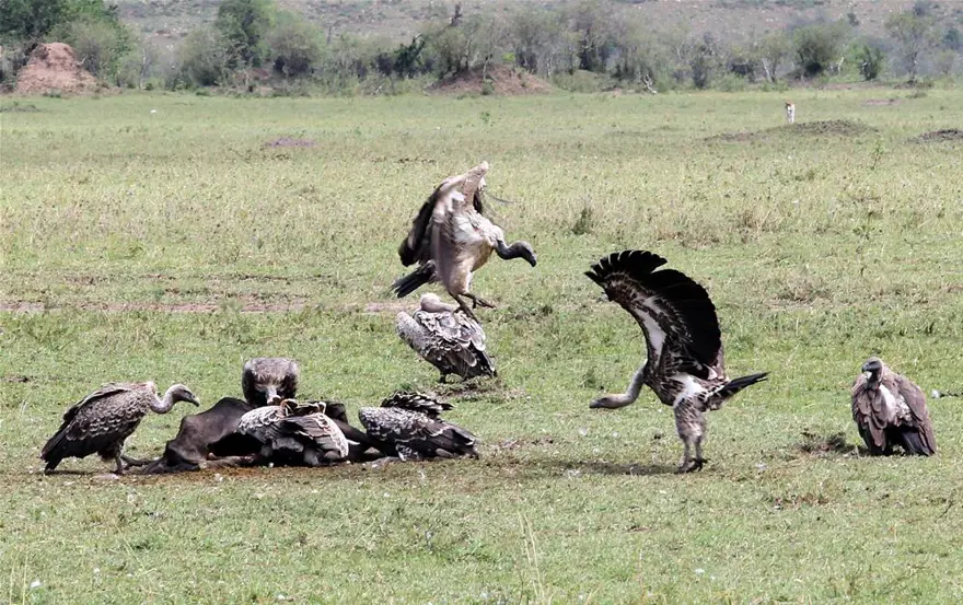 'Doğanın gözyaşı' 14