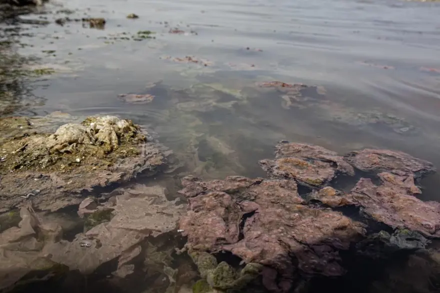 İzmir’de plankton patlaması: İki ilçede denizin rengideğişti 7