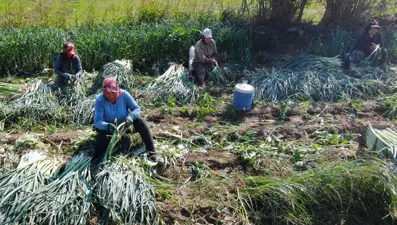 Tarlada ucuz, pazarda pahalı: Halk arasında ona "doğal antibiyotik" deniyor