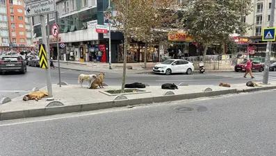 İstanbul Valiliği'nden 39 ilçeye sokak hayvanları yazısı
