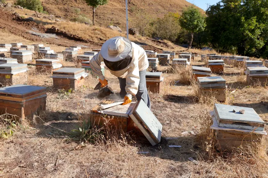 Şehirden köyüne döndü: Bu sezon 1 ton üretti 