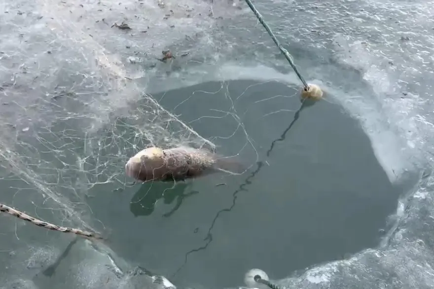 Eskimo usulü balık avı: Ağlardan balıklar fışkırdı 5
