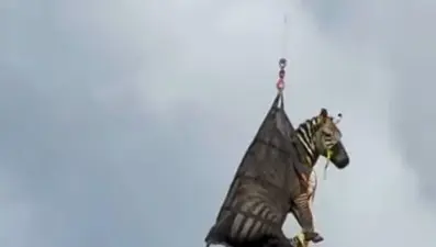 Kaçak evcil zebra, bir haftalık firarın ardından yakalandı