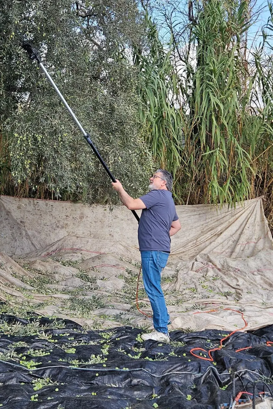 Hasat dönemi başladı: "Şifa niyetine tüketilmesi gereken bir gıda" 3 Hasat dönemi başladı: "Şifa niyetine tüketilmesi gereken bir gıda" 3