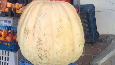 Devasa bal kabağı görenleri şaşırttı
