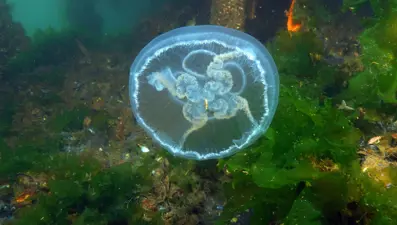 Marmara'da görülen ay denizanası için uyarı