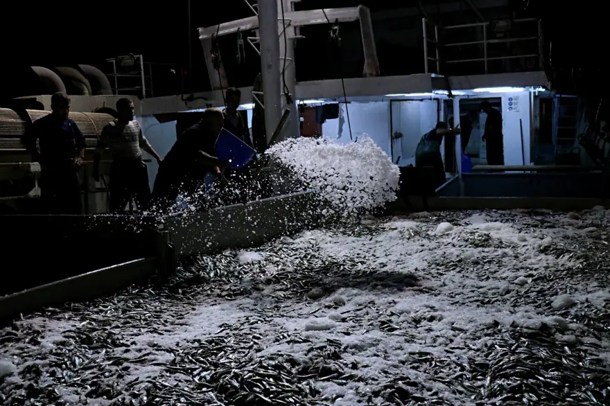 KARADENİZ'DE "İSTAVRİT" BEREKETİ 3