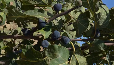 ABD'nin siyah incirine Türkiye'den rakip: Siyah Orak