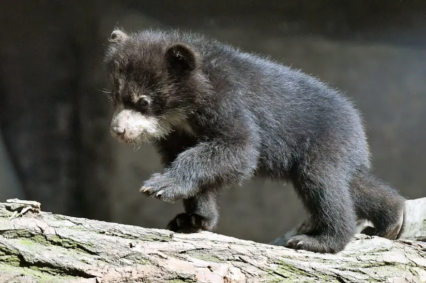 EN BÜYÜK SAYI PERU'DA 3