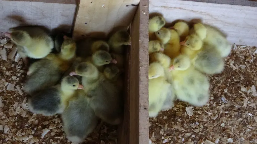 Fransa'dan getirdiği yumurtalarla çiftlik kurdu (Talebe yetişemiyor) 4