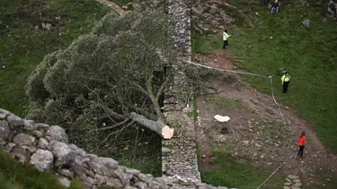 Tarihi Robin Hood ağacını kestiler: İki kişi cezalandırıldı